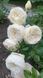 Троянда Вувузела Вайт (Vuvuzela White) 00249 фото 9