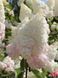 Гортензія волотиста Grandiflora (однорічна) 0009770 фото 1