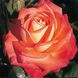 Саджанець плетистої троянди Конігін Дер Роузн (Köningin der Rosen)(закритий корінь) 1606333468 фото 1