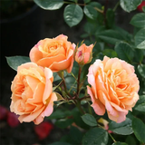 Троянда Апрікот Клементін (Apricot Clementine) 1000066 фото