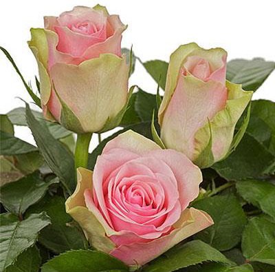 Саджанець троянди чайно-гібридної (садової) Лабель (закритий корінь) 00000000063 фото