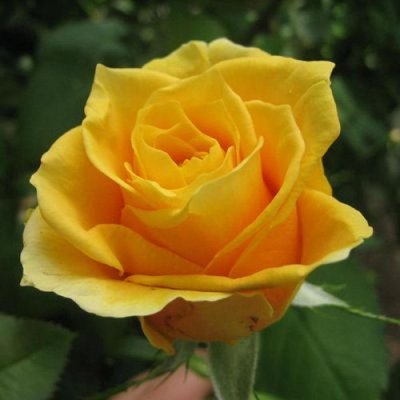 Саджанець троянди Тантау Papillon (Папілон)(закритий корінь) 1606333623 фото