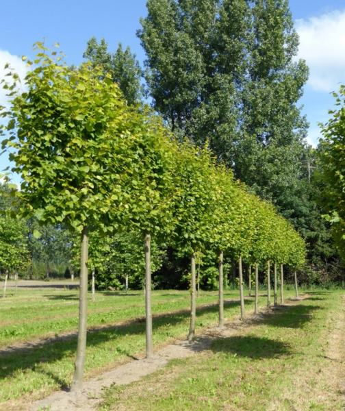Липа звичайна (Tilia cordata) 9002637 фото