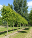 Липа звичайна (Tilia cordata) 9002637 фото 2