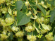 Липа звичайна (Tilia cordata) 9002637 фото 1