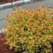 Спірея японська "Goldflame" 089800 фото 2