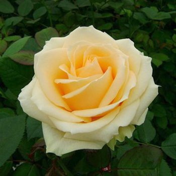Саджанець троянди чайно-гібридної (садової) Піч Аваланж (закритий корінь) 00000000065 фото