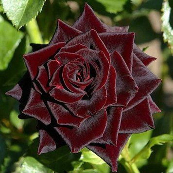 Роза Блек Бьюти (Rosa Black Beauty) 1200130 фото