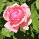 Саджанець троянди Тантау Pariser Charme (Паризький шарм)(закритий корінь) 1606333624 фото 1