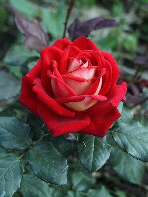 Саджанець троянди чайно-гібридної (садової) Нью Фешн (закритий корінь) 00000000066 фото