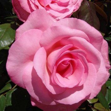 Роза Графиня Беттина (Rosa Countess Bettina) 10000168 фото
