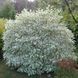 Саженец дерна (кизила) Sibirica Variegata 1606334781 фото 1