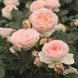 Саджанець троянди Тантау Pastella (Пастела)(закритий корінь) 1606333625 фото 1