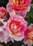 Роза плетистая  Ванилла Фрайз (Vanille Fraise) 10000131 фото