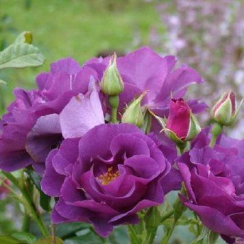 Роза Рапсодия (Rosa Rhapsody) 10000166 фото