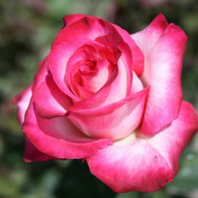 Саджанець троянди чайно-гібридної (садової) Ранок Парижа (закритий корінь) 00000000067 фото