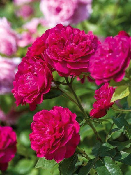 Троянда &laquo;Дарсі Басселл&raquo; (Darcey Bussell) 0880017 фото