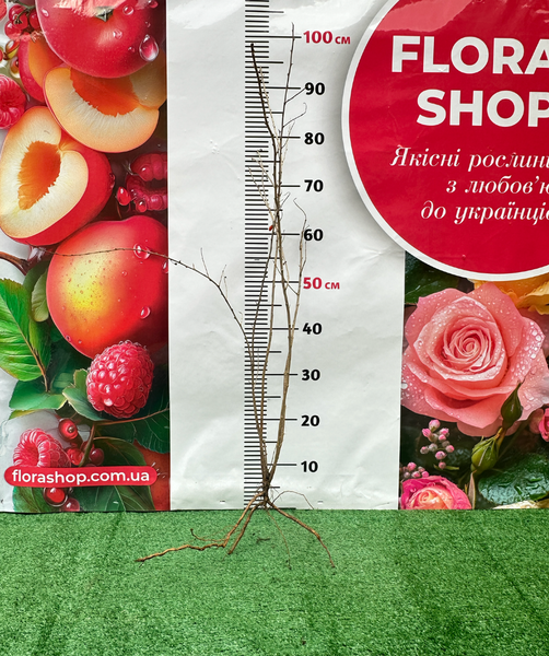 Годжи "New Big" 1606334893 фото
