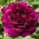 Троянда &laquo;Дарсі Басселл&raquo; (Darcey Bussell) 0880017 фото 1