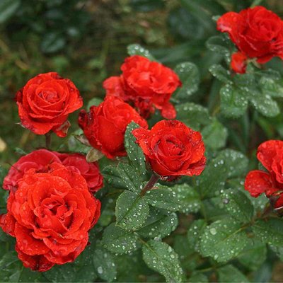 Саджанець троянди чайно-гібридної (садової) Ельторо (закритий корінь) 00000000069 фото