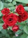 Саджанець троянди Поульсен Tatoo (Тату)(закритий корінь) 1606333677 фото 1