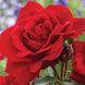 Саджанець плетистої троянди Лілі Марлен (Lilli Marleen)(закритий корінь) 1606333473 фото 1