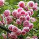 Троянда &laquo;Еден Роуз&raquo; (Eden Rose) 0880018 фото 2