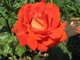 Троянда Верона (Rosa Verona) 10000156 фото