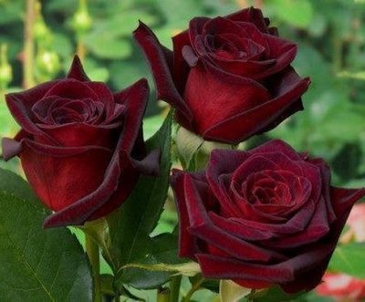 Саджанець троянди чайно-гібридної (садової) Блек Бакара (закритий корінь) 00000000070 фото