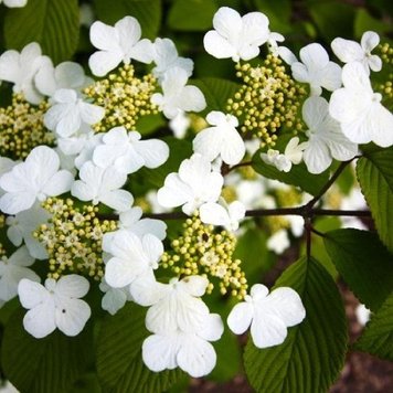 Саджанець калини Plicatum Cascade 1606334763 фото