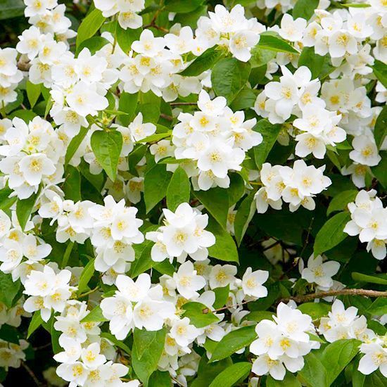 Саджанці жасмину купити для ароматного саду | Flora Shop