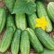 Семена Огурца Кустовой (1г), For Hobby, TM GL Seeds 600117 фото 1