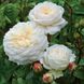 Саджанець троянди чайно-гібридної (садової) Транквіліті (Tranquillity)(закритий корінь) 1606333357 фото 1