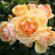 Саджанець троянди Тантау Hansestadt Rostock (Ганзештадт Росток)(закритий корінь) 1606333611 фото 1