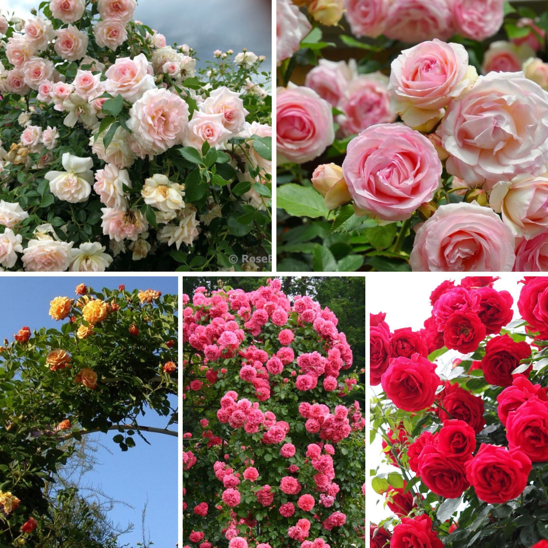 Плетистые розы – микс (5 шт.) 00895214 купить в Украине | Flora shop