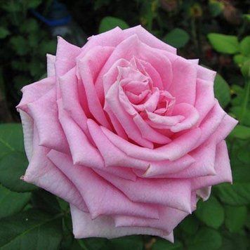 Троянда Аква (Rosa Aqua) 10000155 фото