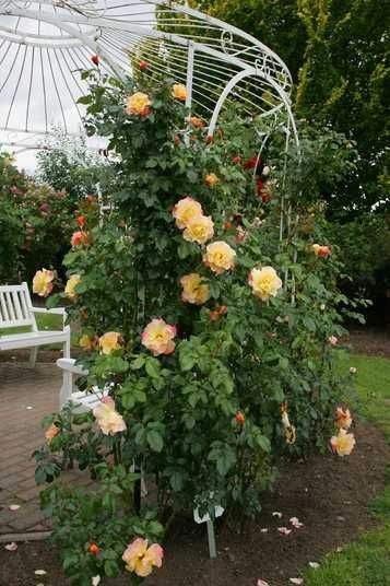 Плетистые розы – микс (5 шт.) 00895214 купить в Украине | Flora shop