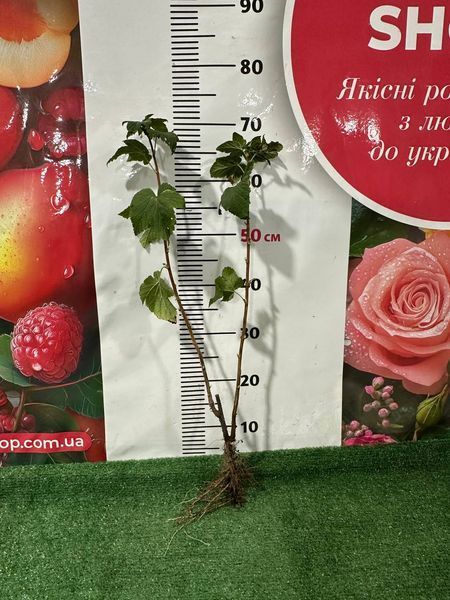 Саженец черной смородины "Софиевская" (летний сорт среднего срока созревания) 1606333730 фото