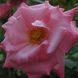 Саджанець троянди Ропару Pink Ocean (Рожевий океан)(закритий корінь) 1606333525 фото 1