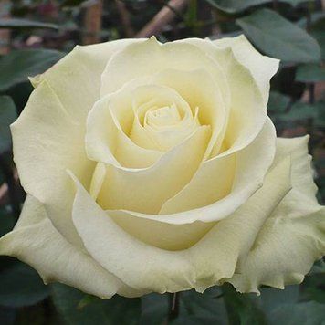 Троянда Вайт Шоколад (Rosa White Chocolate) 10000154 фото