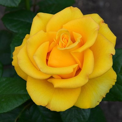 Саджанець троянди чайно-гібридної (садової) Керіо (закритий корінь) 00000000073 фото