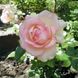 Саджанець троянди Ропару Ragazza (Дівчина)(закритий корінь) 1606333526 фото 1