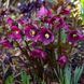 Морозник Pretty Ellen Purple (фіолетовий) 0002235 фото 1