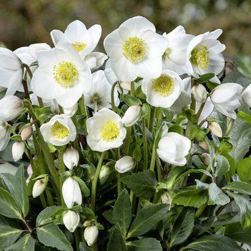 Морозник Helleborus niger (білий) 0002540 фото