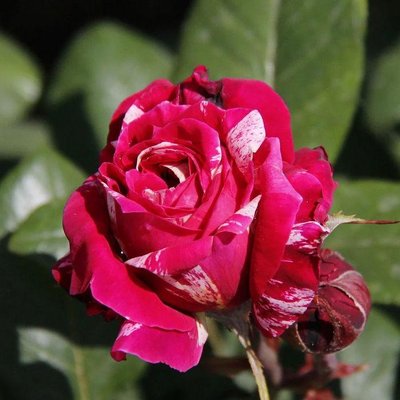 Саджанець троянди Ропару Red Romanza (Червона Романза)(закритий корінь) 1606333527 фото