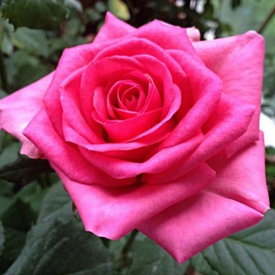 Саджанець троянди чайно-гібридної (садової) Шок Версилія (закритий корінь) 00000000074 фото
