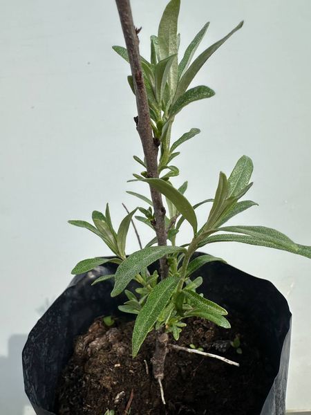Обліпиха "Єва" (Жіноча) 112453 фото