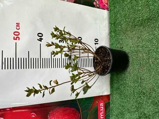 aleaページ Азалия японская Geisha Purple 0044250 купить в Украине | Flora shop