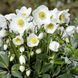 Морозник Helleborus niger (білий) 0002540 фото 1