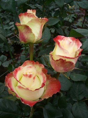Саджанець троянди чайно-гібридної (садової) О бейд (закритий корінь) 00000000075 фото